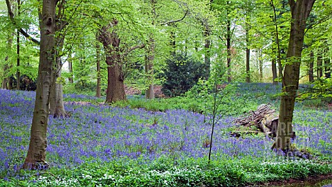 DECIDUOUS_WOODLAND_GARDEN_WITH_CARPET_OF_ENGLISH_BLUEBELLS
