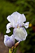 IRIS GERMANICA ROYAL SATIN