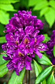 RHODODENDRON MARCEL MENARD