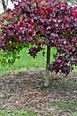 LIQUIDAMBAR STYRACIFLUA GUM BALL