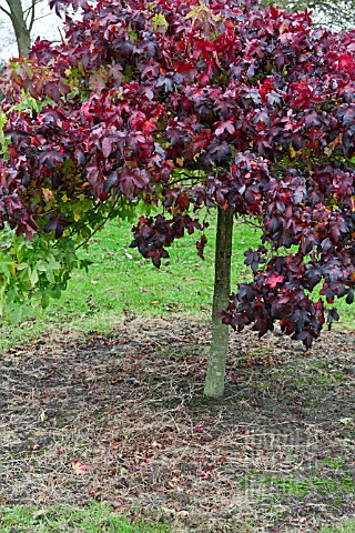 LIQUIDAMBAR_STYRACIFLUA_GUM_BALL