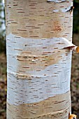 BETULA ERMANII POLAR BEAR