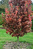 QUERCUS BIMUNDORUM CRIMSON SPIRE