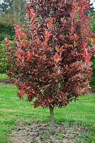 QUERCUS_BIMUNDORUM_CRIMSON_SPIRE