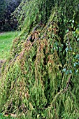 TAXODIUM DISTICHUM CASCADE FALLS