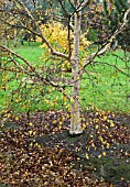 BETULA ERMANII GRAYSWOOD HILL