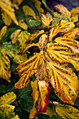 PARROTIA PERSICA VANESSA