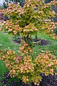 ACER PALMATUM EDDISBURY SANGO-KAKU