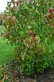 LIQUIDAMBAR STYRACIFLUA CORKY