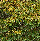 QUERCUS X SCHOCHIANA IN WOODLAND GARDEN