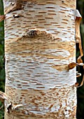 BETULA FETISOWII