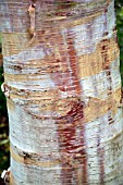 BETULA ALBOSINENSIS SEPTENTRIONALIS