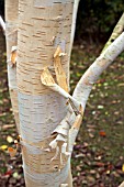 BETULA UTILIS DOORENBOS