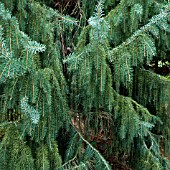 PICEA BREWERIANA