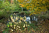 DOGWOOD UNDER DECIDUOUS TREE CARPINUS BETULUS PURPUREA