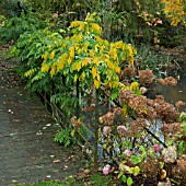 WISTERA ON FOOTBRIDGE IN WOODLAND GARDEN IN AUTUMN AT BLUEBELL ARBORETUM