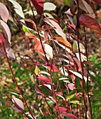 CORNUS ALBA AUREA