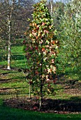 LIQUIDAMBAR STYRACIFLUA SLENDER SILHOUETTE