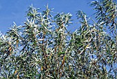 FOLIAGE OF SALIX ALBA