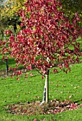 LIQUIDAMBAR STYRACIFLUA