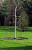 BETULA UTILIS JACQUEMONTII GRAYSWOOD GHOST