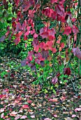 VITIS COIGNETIA DECIDUOUS TWINING PERENNIAL