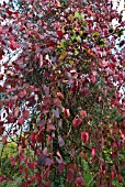 VITIS COIGNETIA DECIDUOUS TWINING PERENNIAL