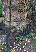 TREE TRUNK AND BARK OF PSEUDOTSUGA MENZIESII