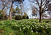 NARCISSUS BRAVOURE PLANTED IN GRASS UNDER MATURE TREES IN SPRINGTIME AT THE DOROTHY CLIVE GARDEN