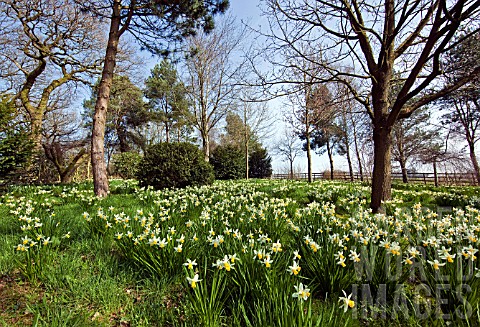 NARCISSUS_BRAVOURE_PLANTED_IN_GRASS_UNDER_MATURE_TREES_IN_SPRINGTIME_AT_THE_DOROTHY_CLIVE_GARDEN