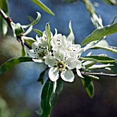 SPRING BLOSSOM OF PYRUS SALICIFOLIA PENDULA