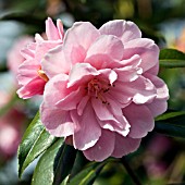 CAMELLIA JAPONICA ANNIE WYLAM