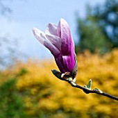 MAGNOLIA DENUDATA FORRESTS PINK