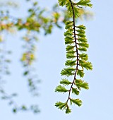 METASEQUOIA GLYPTOSTROBOIDES GOLDRUSH DAWN