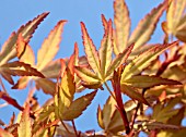 ACER PALMATUM KATSURA