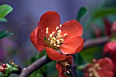 CHAENOMELES SPECIOSA