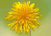 TARAXACUM OFFICINALE