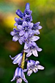 HYACINTHOIDES HISPANICA