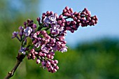 SYRINGA VULGARIS KATHERINE HAVEMEYER