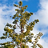 METASEQUOIA GLYPTOSTROBOIDES GOLDRUSH