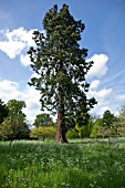 GIANT REDWOOD