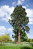 GIANT REDWOOD