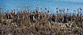 REMNANTS OF LAST YEARS REEDMACE TYPHA