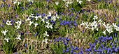 PLANT COMBINATION OF WHITE DAFFODILS CYCLAMINEUS, NARCISSUS JENNY AND AND BLUE MUSCARI