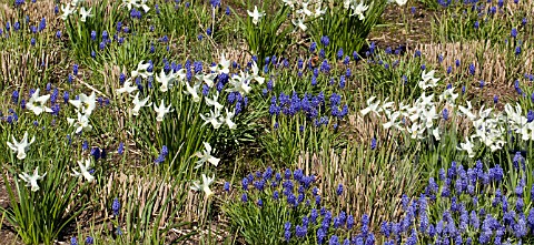 PLANT_COMBINATION_OF_WHITE_DAFFODILS_CYCLAMINEUS_NARCISSUS_JENNY_AND_AND_BLUE_MUSCARI