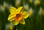 NARCISSUS FORTISSIMO