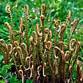 YOUNG FROND OF FERNS UNFURLING