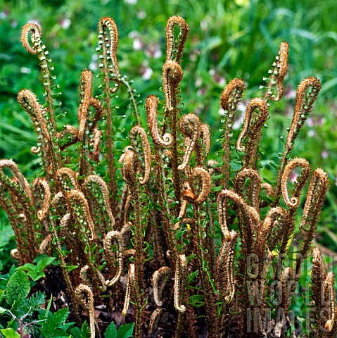 YOUNG_FROND_OF_FERNS_UNFURLING