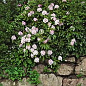 RHODODENDRON GORDON JONES