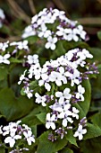 HESPERIS MATRONALIS